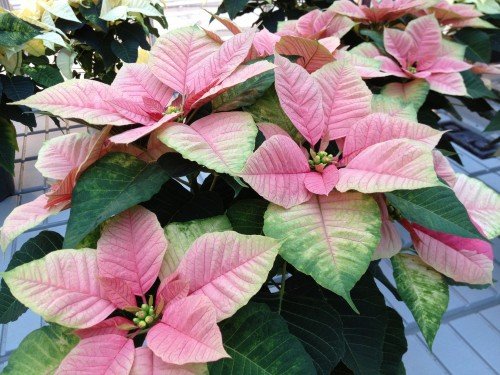 Christmas Beauty Nostalgia poinsettia