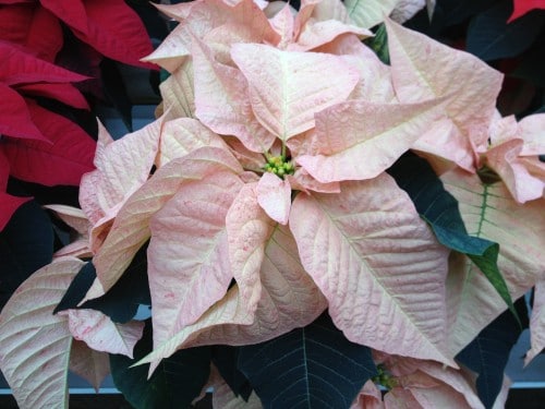 'Cinnamon' poinsettia