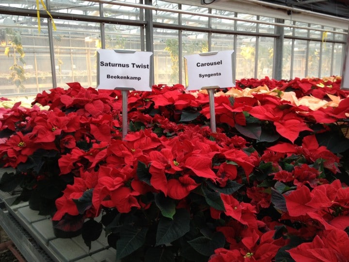 'Saturnus Twist' and 'Carousel' were two ruffled poinsettias, which I hadn't seen before.