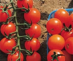 Sweet orange cherry tomatoes (Photo from Stokes Seeds)