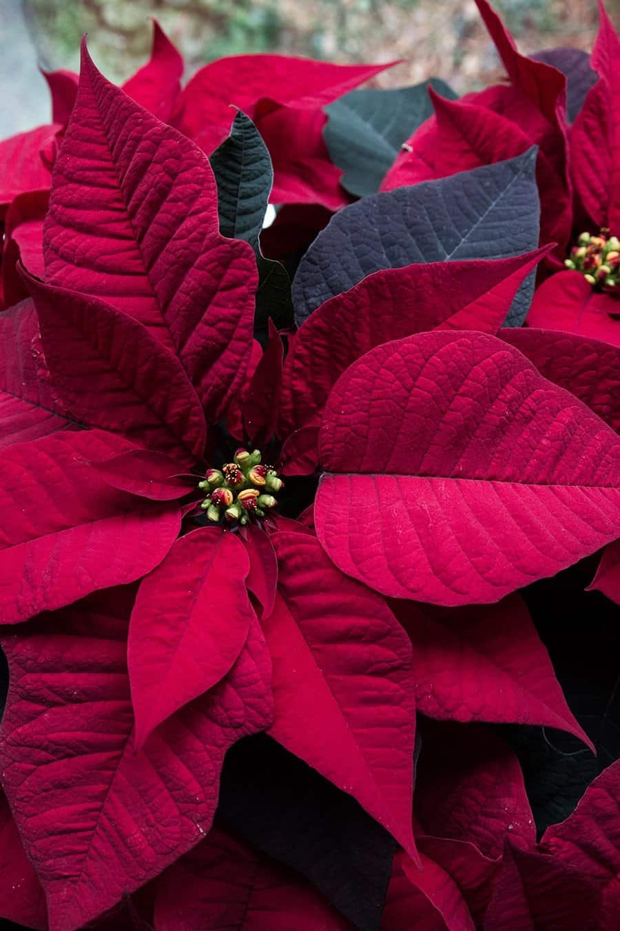 Poinsettia (Photo by Brendan Adam-Zwelling)