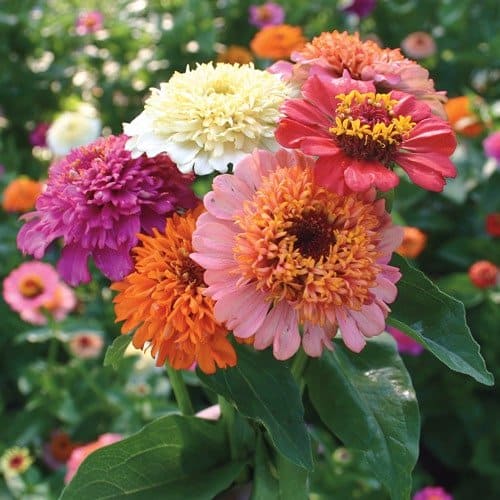 New 'Candy mix' zinnia (Photo from Park Seed)