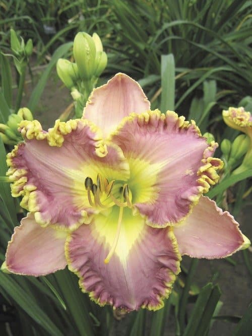 ‘Lavender Tutu’ daylily (Photo from Veseys.com)