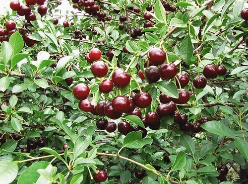 Sweet-tasting ‘Juliet’, a hardy dwarf cherry (Photo from Veseys.com)