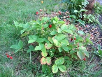 Alpine strawberry. Photo from Richters.com