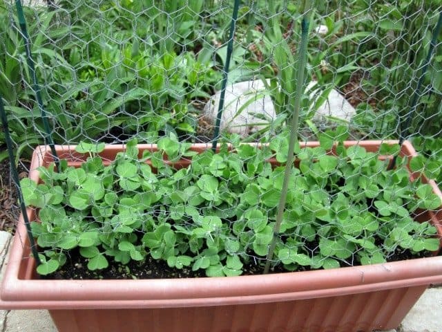 A bacterial inoculant helps boost nitrogen fixing in peas. (Photo by Brendan Zwelling)