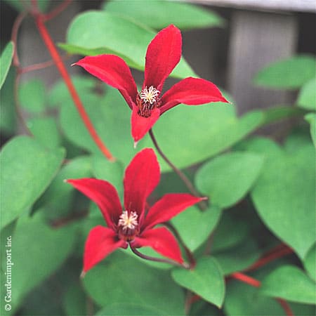 'Gravetye Beauty' clematis (Photo from Gardenimport)