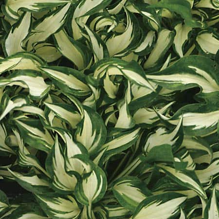 ‘Hideout’ hosta (Photo from gardenimport)