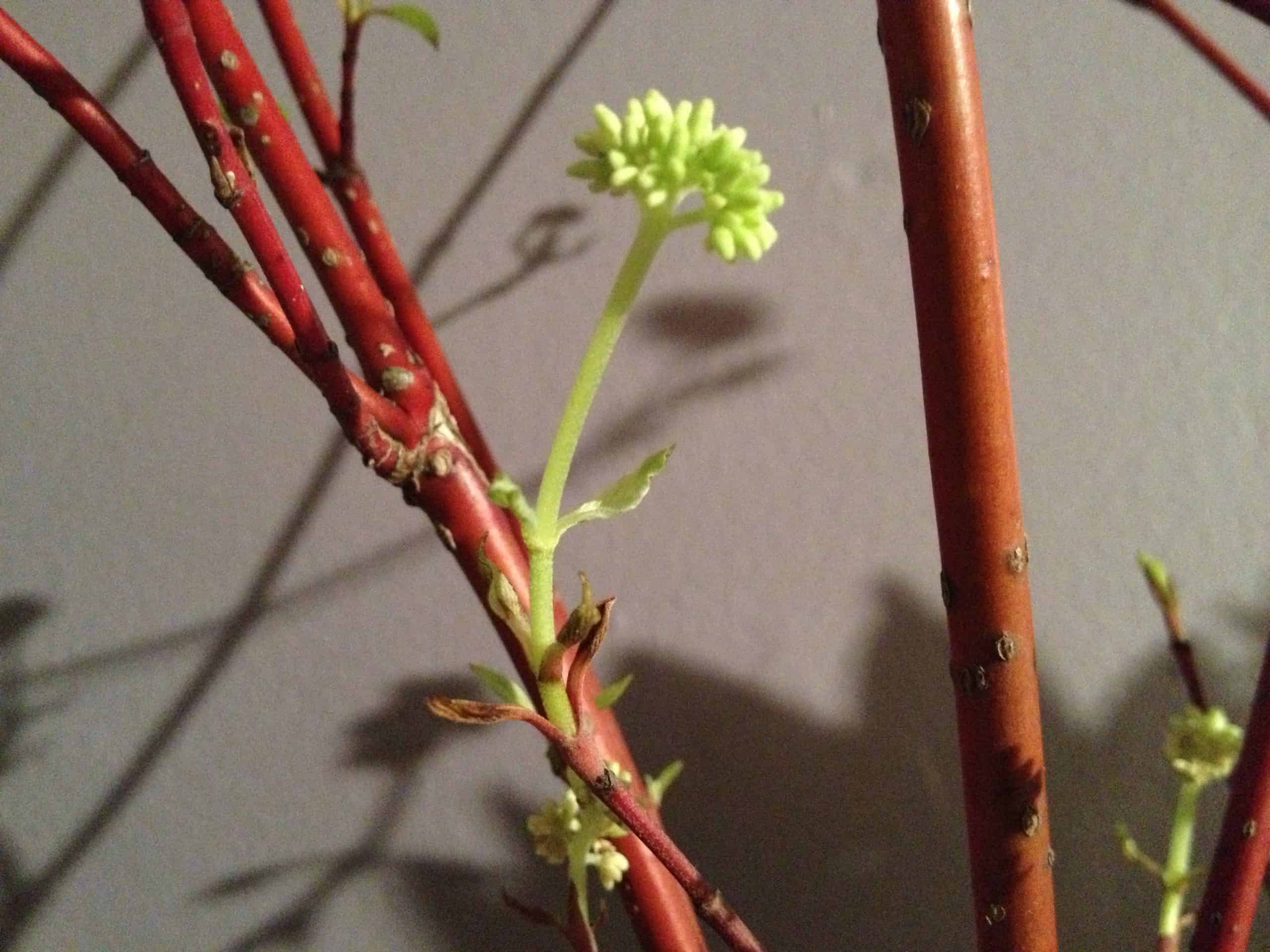 A bloom on cut dogwood.