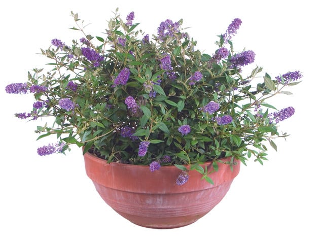 'Blue Chip' butterfly bush from Proven Winners