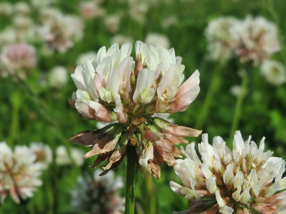 Adding Dutch white clover (Trifolium repens) seed ensures the lawn will stay green during summer droughts (Photo by Pixabay)