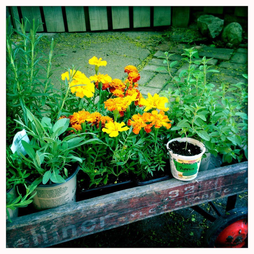 Just a few of the plants that will end up in the holes of the cinderblocks that edge my new raised bed. Marigolds, including some Kilimanjaro White that I’m starting from seed), herbs, zinnias, snapdragons and other flowers will fill the cinderblocks, making them look more pretty than utilitarian.