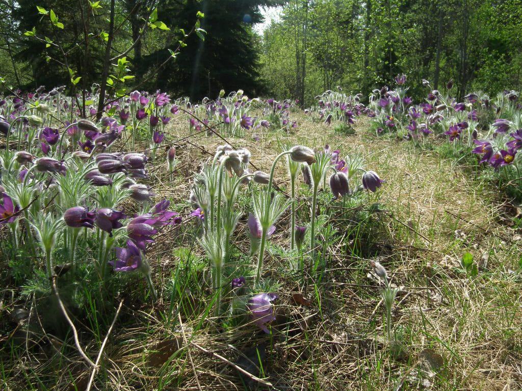 Prairie crocuses bloom on a hillside at the Devonian Botanic Garden.