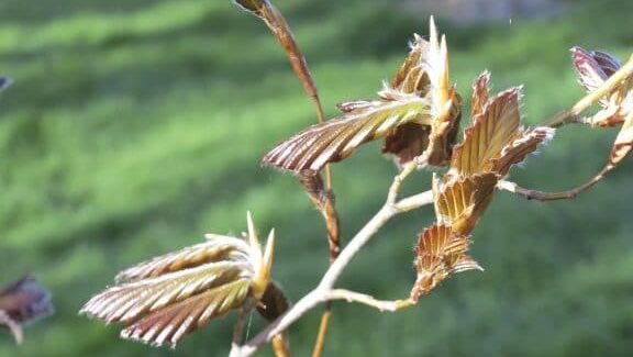 Beech leaves unfurling in spring (Garden Making photo)