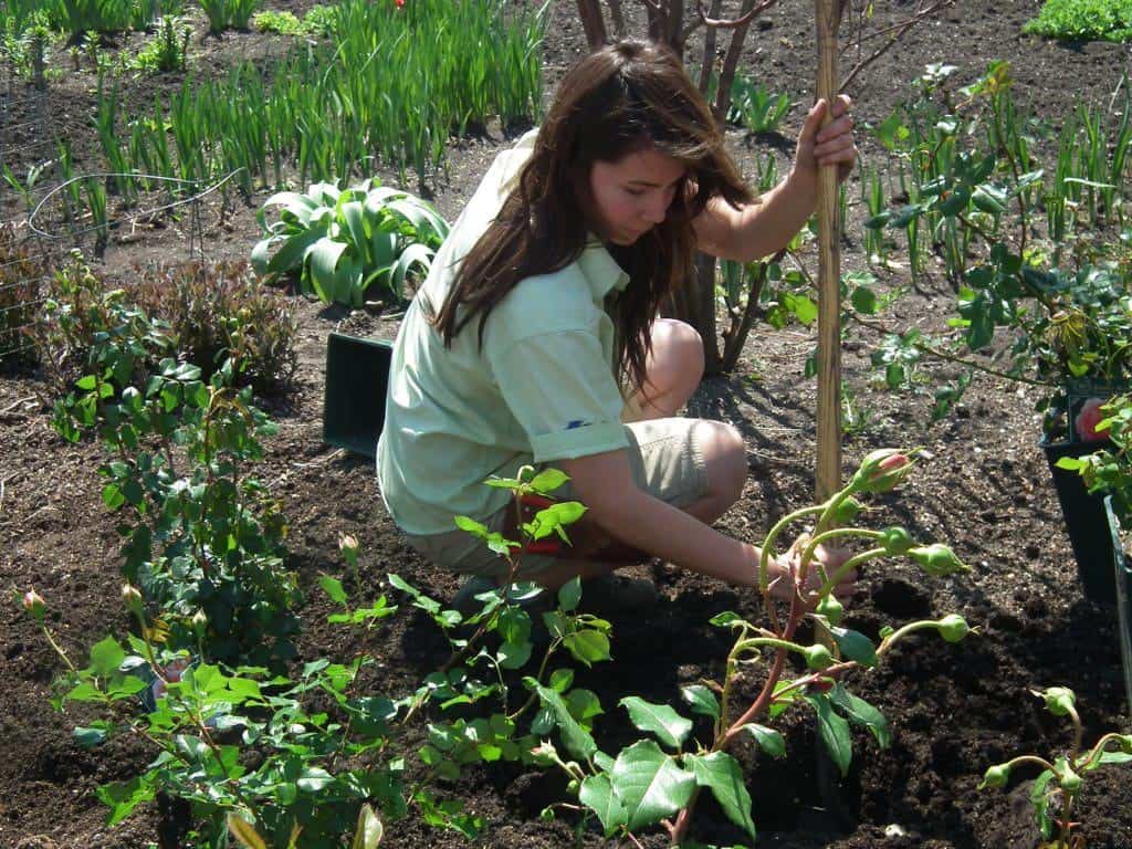 David Austin roses are being planted out in the test gardens to see how they stand up to Prairie winters.