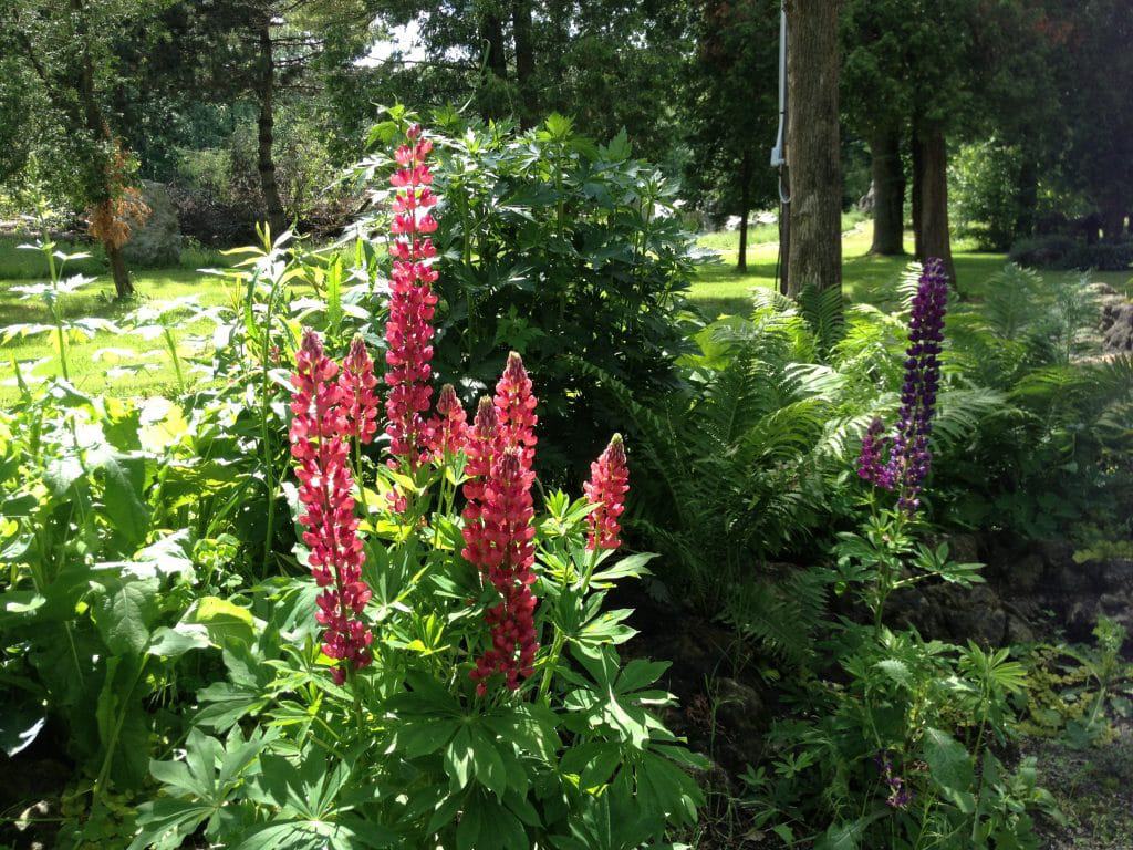 Lupines like acidic soil and lots of drainage, so heavy clay soil just won’t do. These lupines are happily growing in hard-packed gravel.