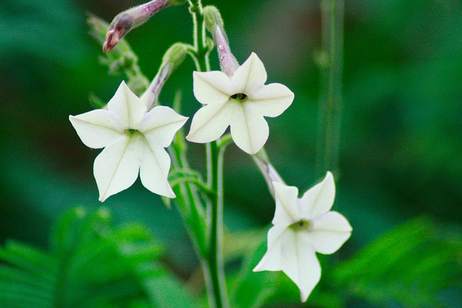 Nicotiana alata (Photo from Wikimedia Commons)