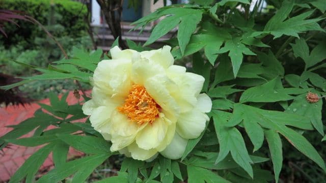 Japanese tree peony (Garden Making photo)