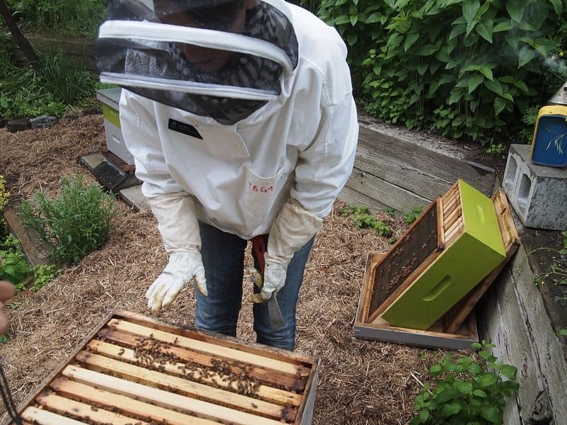 Director of Education, Liz Hood, opens the hive to reveal how the bees live inside.