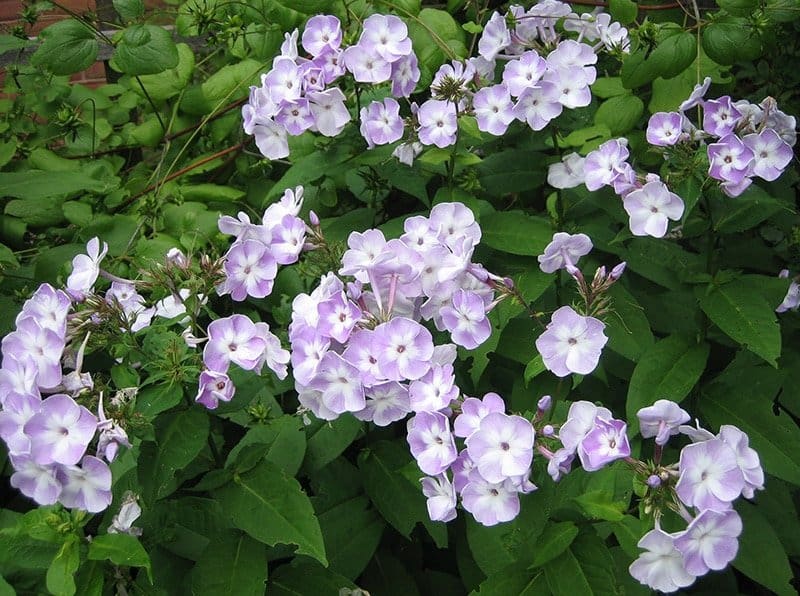 'Katherine' phlox (Photo by Garden Making)