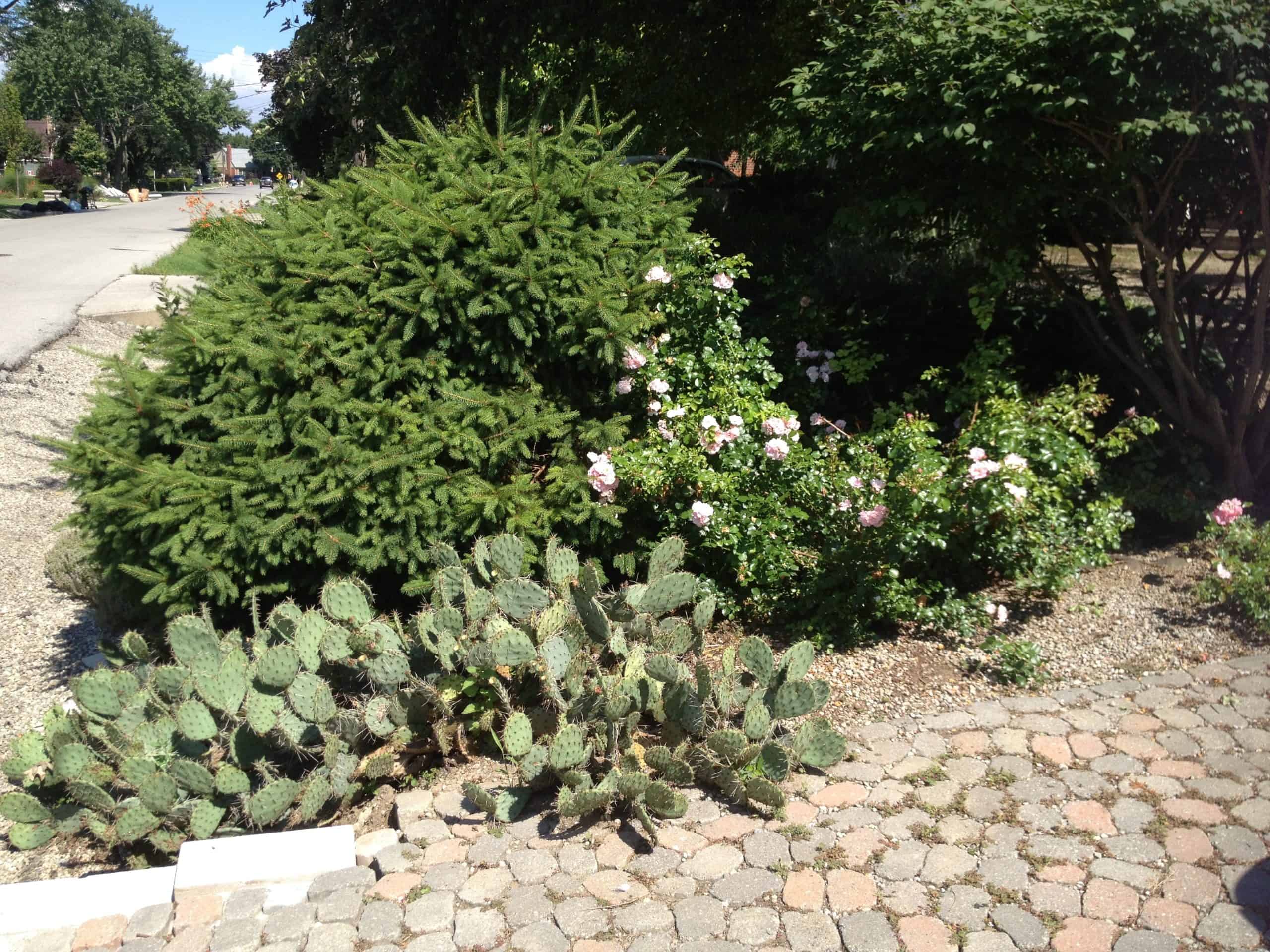 Liz has a couple of cactus in her front garden, and this is one that she recently divided because it got too big. I love the look of cactus mixed in with other plants.