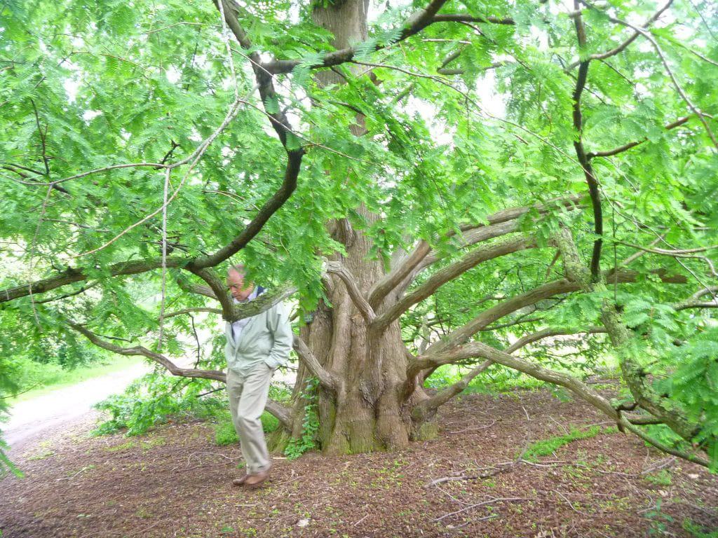 The small dawn redwood planted in 1952 now towers over the Prehistoric Garden.