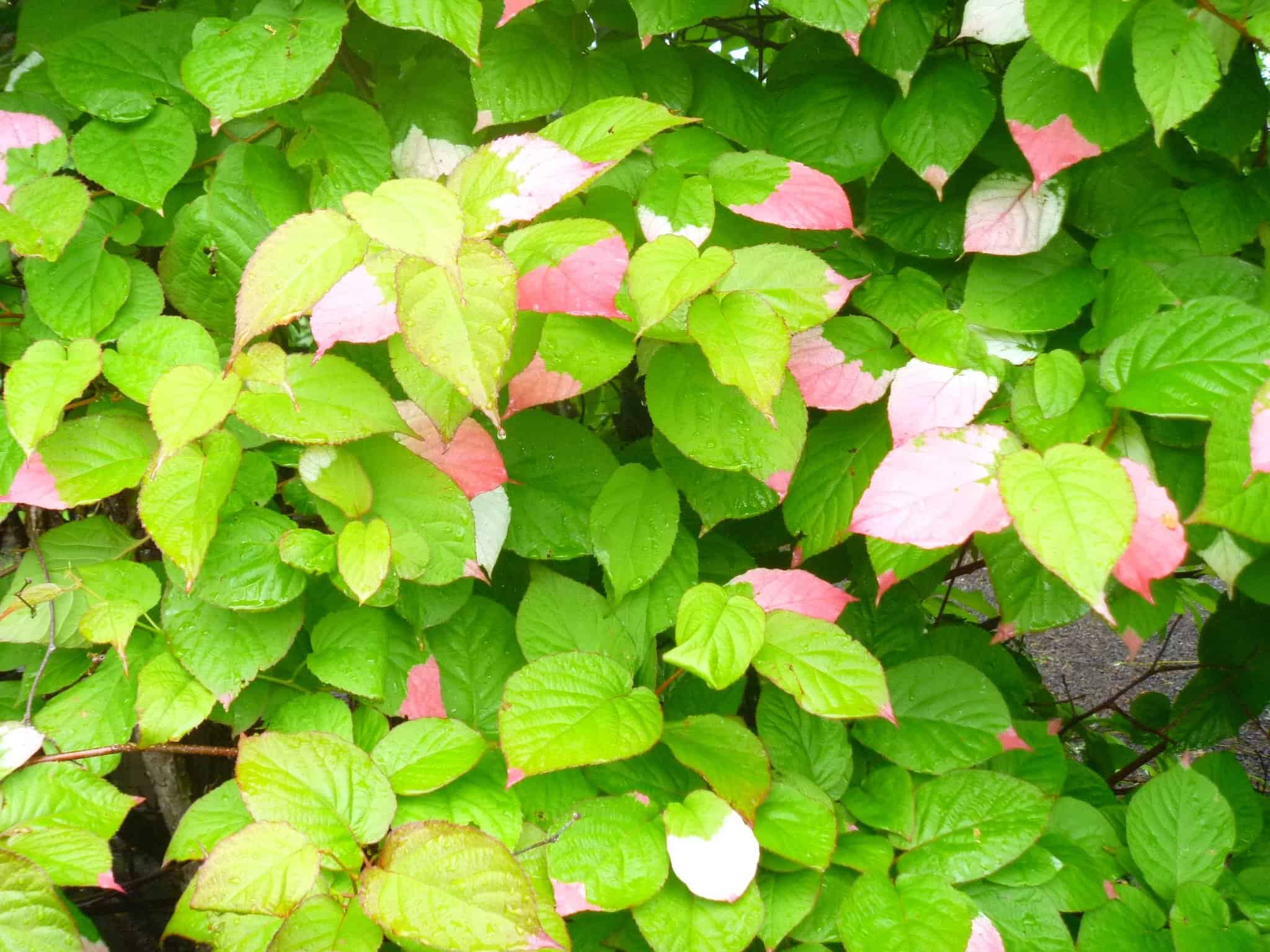 Hardy kiwi vine (Actinidia kolomikta) is one of the beautiful vines displayed on the pergola.