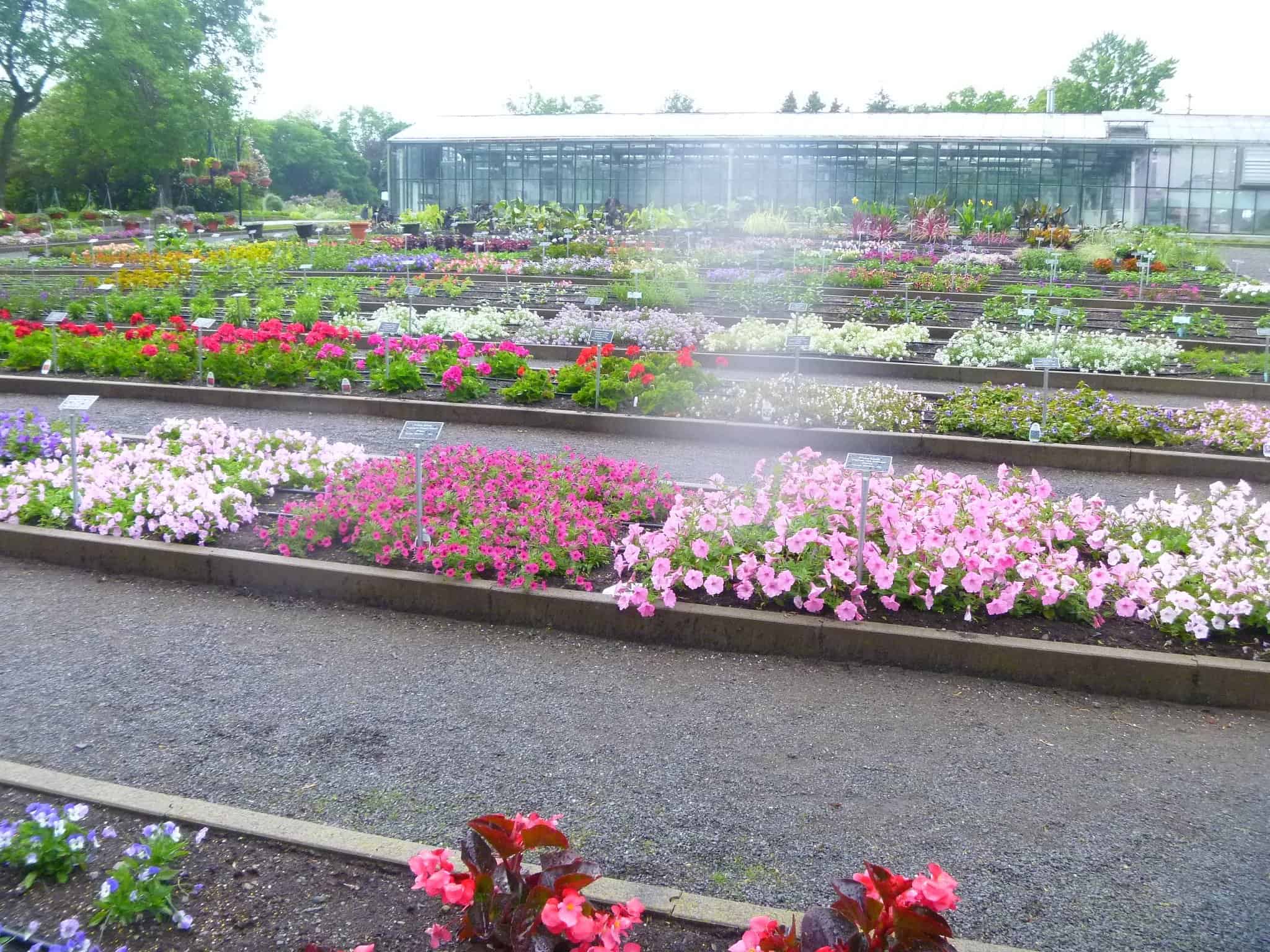 New plants are displayed in the Demonstration Beds