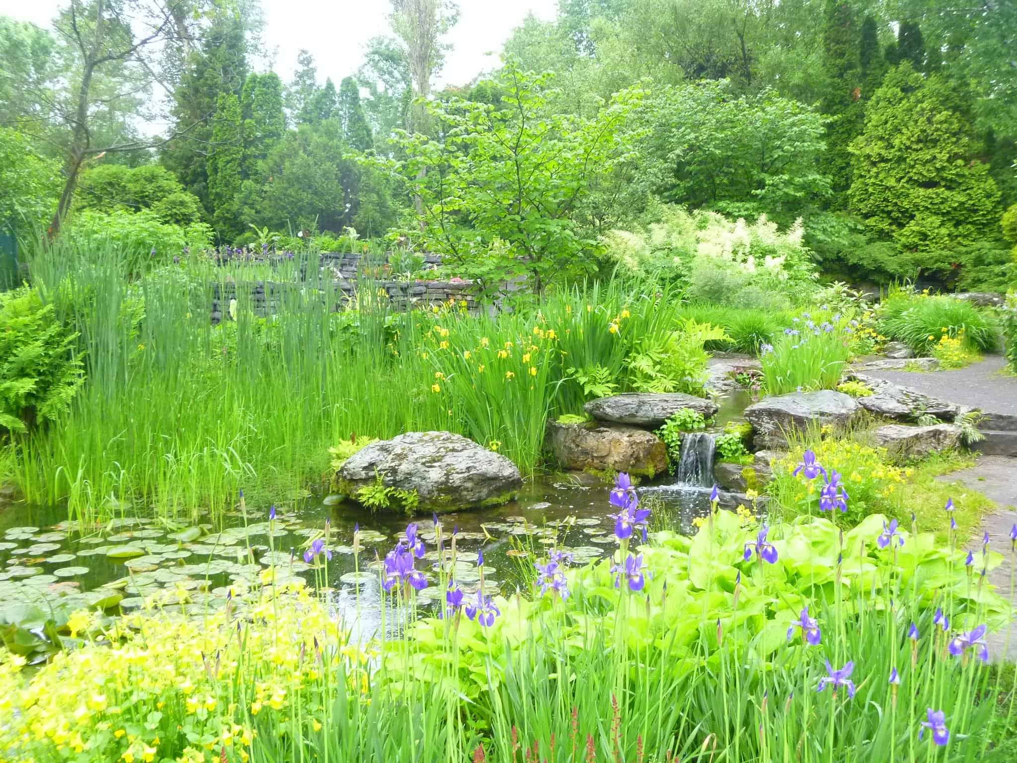 The water garden