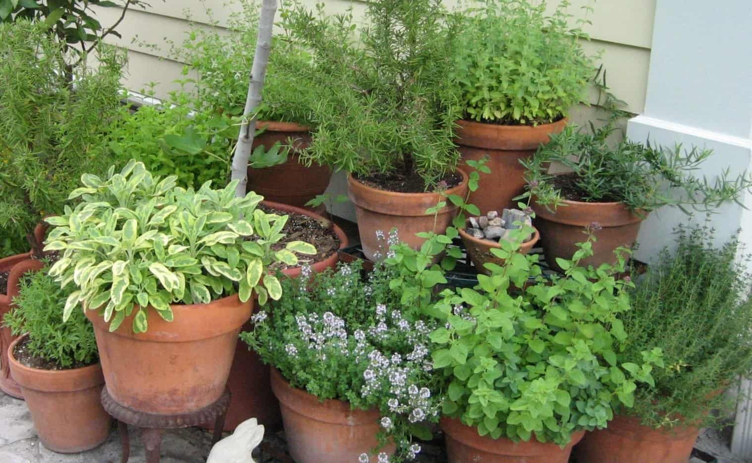 Mulching helps to sun-proof containers in full sun. (Garden Making photo)