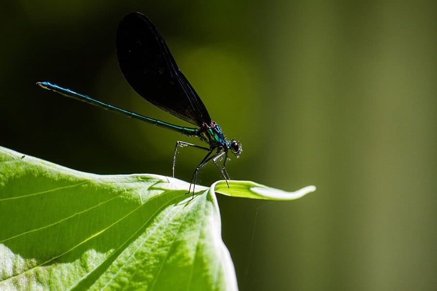 Damselfly in Toronto backyard garden. (Photo by Brendan Zwelling)