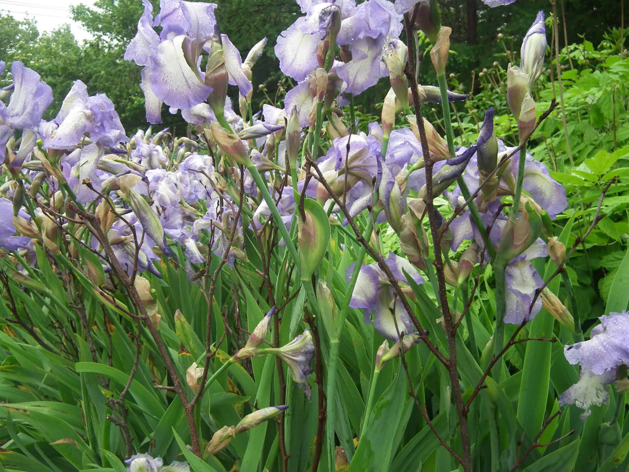 Alder twigs support the tall bearded irises.