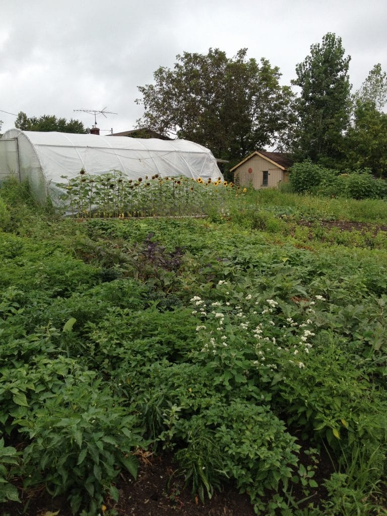 Linda uses hoop houses to extend the growing season, so those lucky enough to get a weekly basket of produce through her CSA program receive a diverse selection through the year.