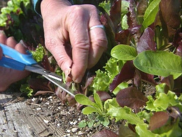 Mesclun being cut (Photo from Renee's Garden)