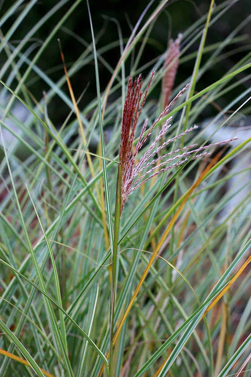 Ornamental grass 'Morning Light'