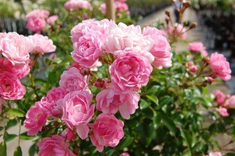 'The Fairy' rose (Photo by Sheridan Nurseries)