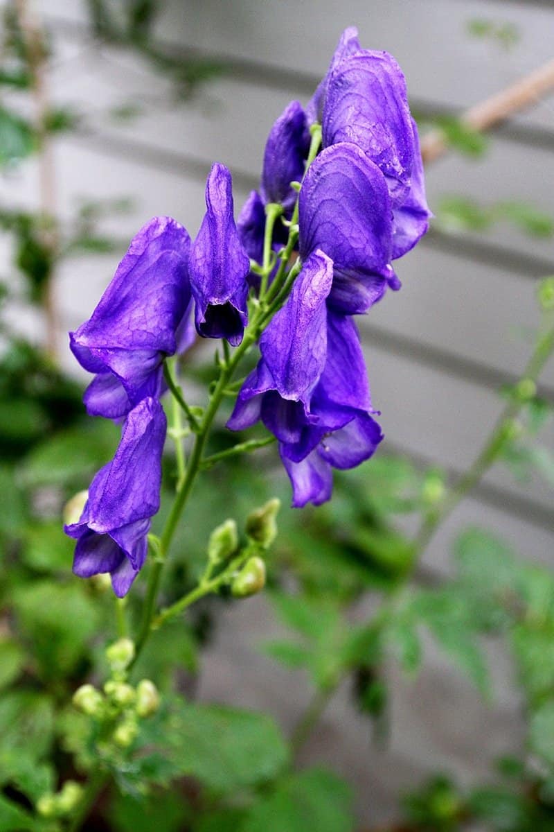 Late-blooming monkshood (Photo by Brendan Adam-Zwelling)