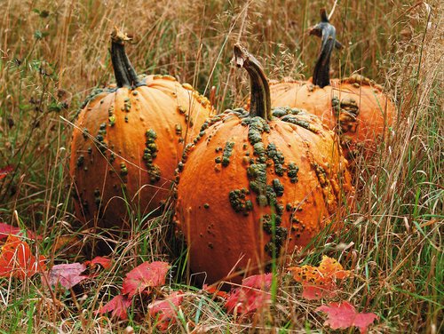 ‘Knucklehead’ pumpkins (Photo from Veseys.com)