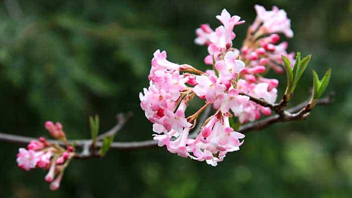 'Charles Lamont' viburnum is an early-blooming shrub. Photo by Brendan Zwelling