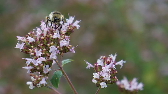 Bee on blooming oregano (Photo by Carol Pope)