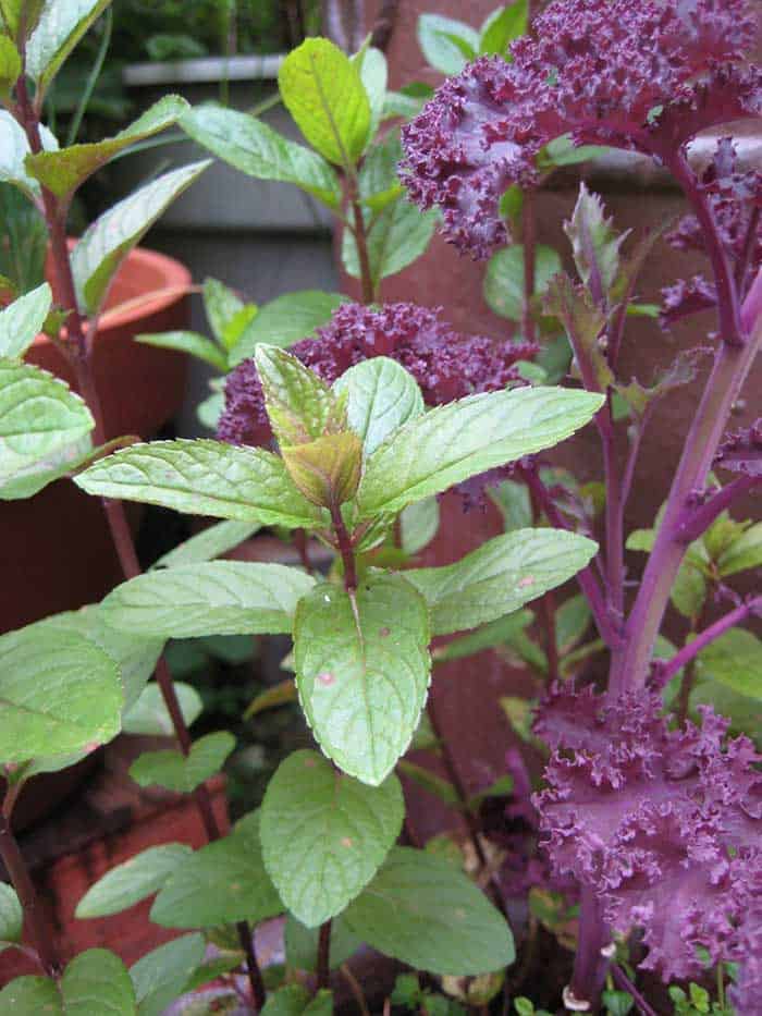 Mint and ‘Redbor’ kale (Photo by Carol Pope)