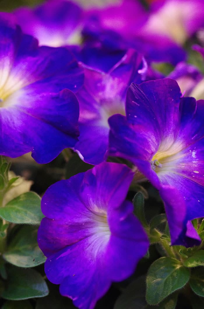 ‘Blue Jays’ petunias (Photo by Garden Making)