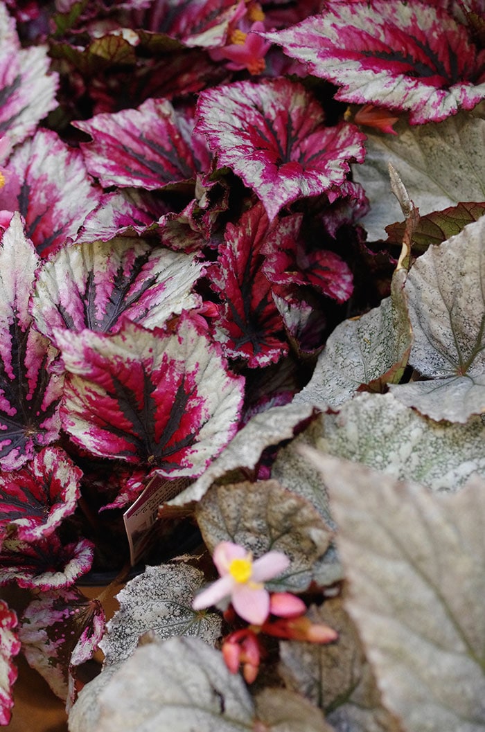 Rex begonias (Photo by Garden Making)