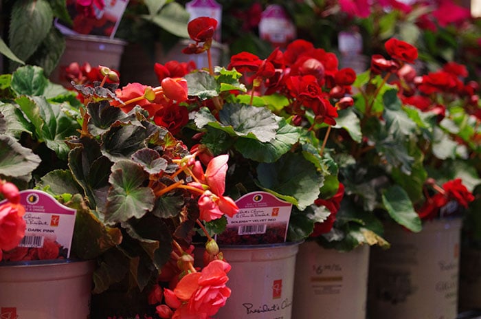 Solenia begonias (Photo by Garden Making)