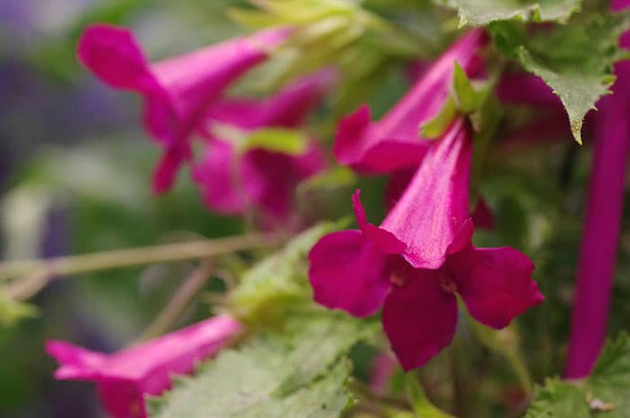 Creeping gloxinia (Photo by Garden Making)