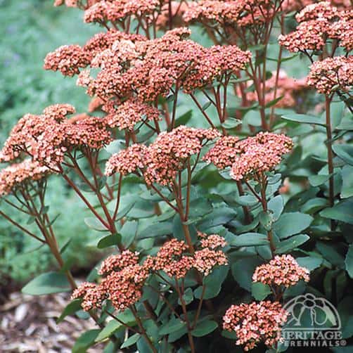 'Matrona' sedum (Photo from Perennials.com)