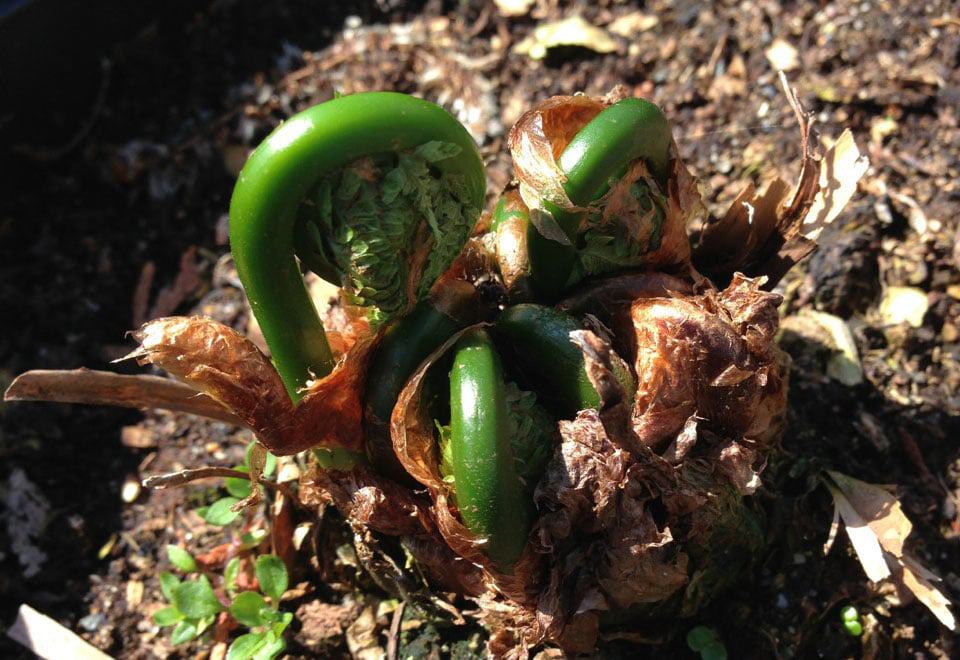 Fiddleheads emerging in spring (Photo by Jodi DeLong)