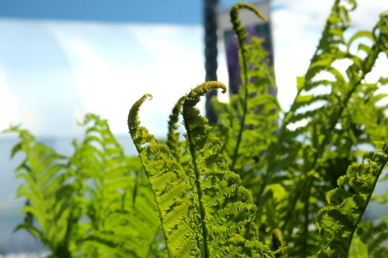 Ostrich ferns (Photo by Jodi DeLong)