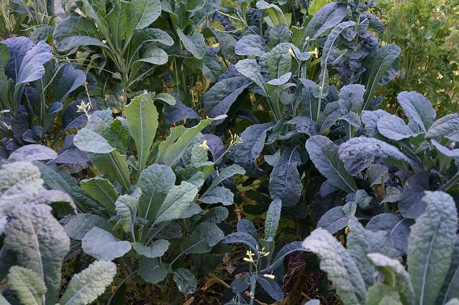 Tuscan kale is good for drying into chips (Photo by Carol Pope)