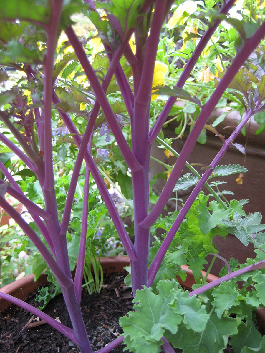 Red Russian kale is a prolific self seeder (Photo by Carol Pope)